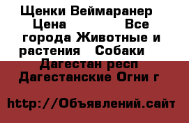 Щенки Веймаранер › Цена ­ 40 000 - Все города Животные и растения » Собаки   . Дагестан респ.,Дагестанские Огни г.